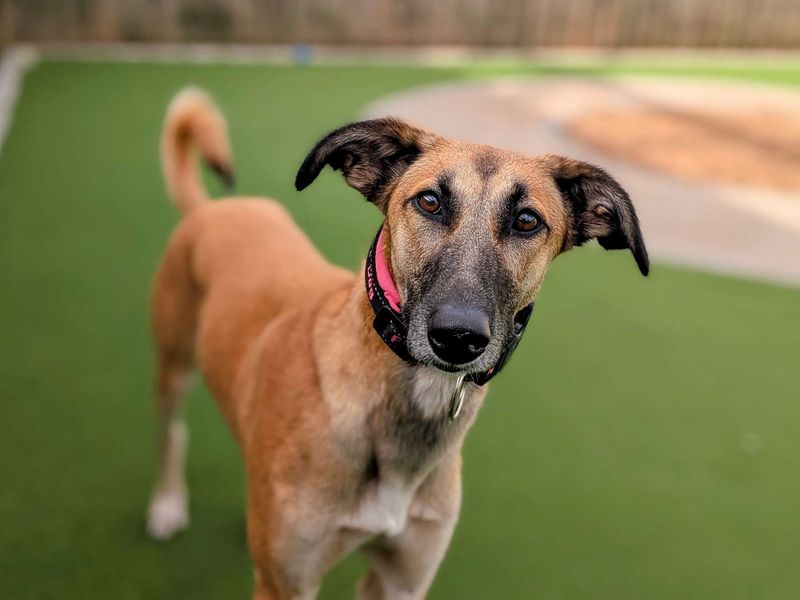 Fae | Lurcher Cross | Cardiff - 1