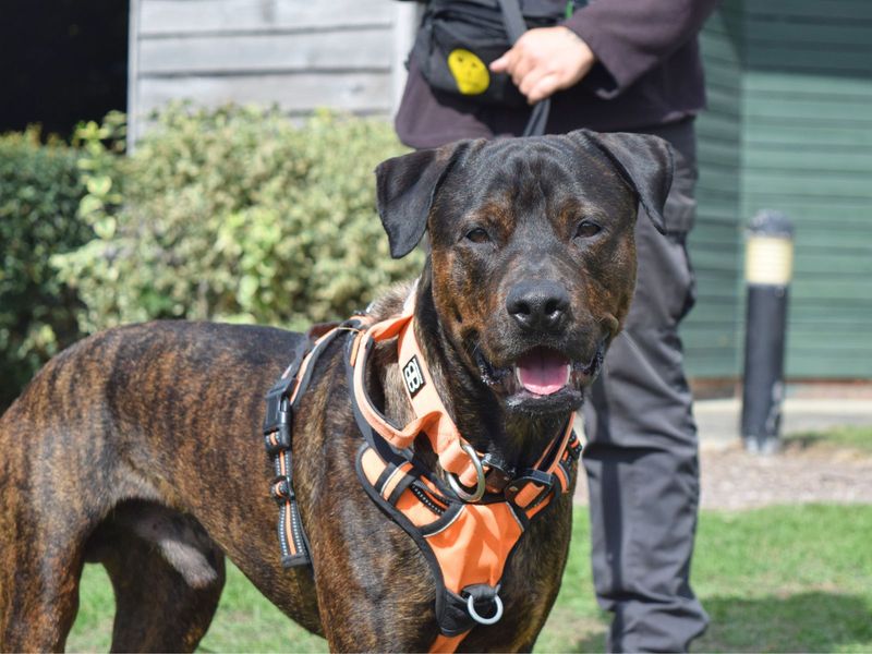 Rottweiler for adoption in Uxbridge, London – 1 year old - Image 2 of 4