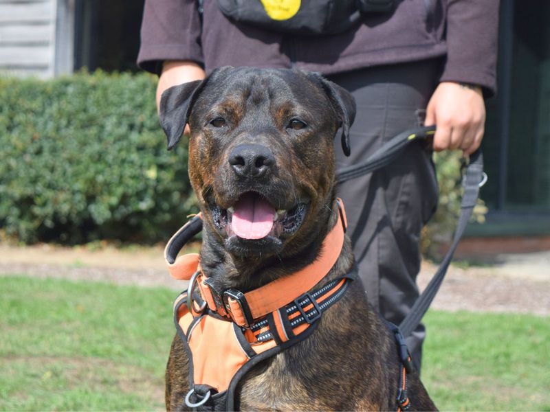 Rottweiler for adoption in Uxbridge, London – 1 year old - Image 4 of 4