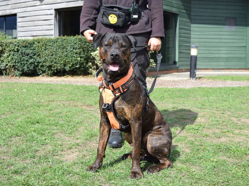 Rottweiler for adoption in Uxbridge, London – 1 year old - Image 3 of 4
