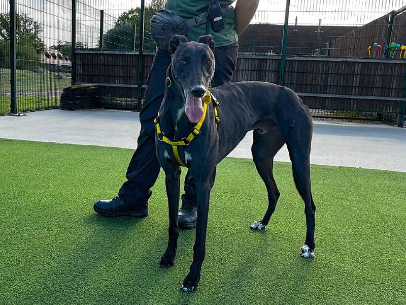 Greyhound for adoption in Chestfield, Kent – 3 years old - Image 2 of 4