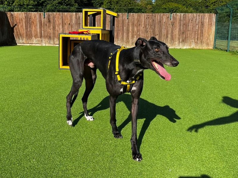 Greyhound for adoption in Chestfield, Kent – 3 years old - Image 4 of 4