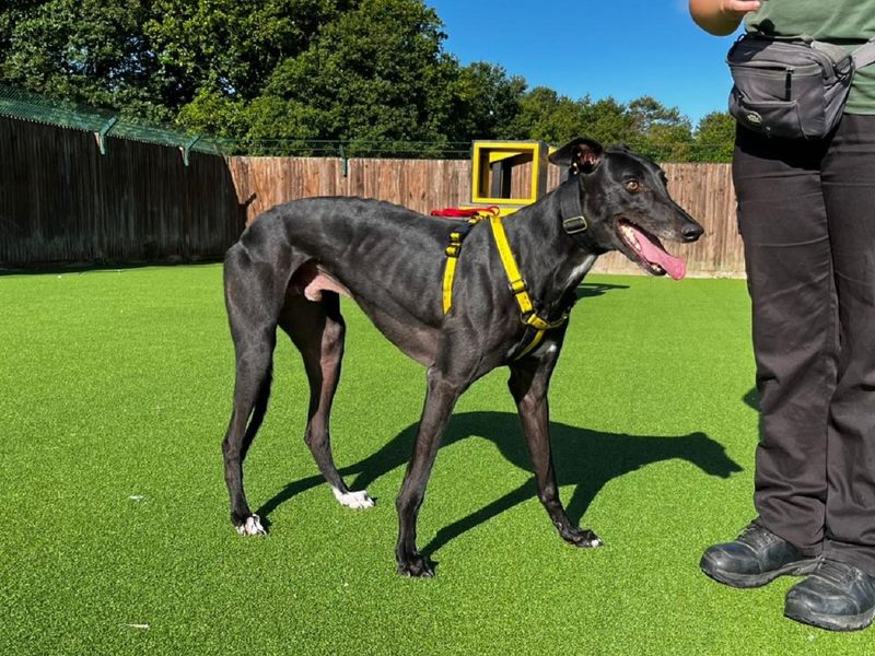 Greyhound for adoption in Chestfield, Kent – 3 years old