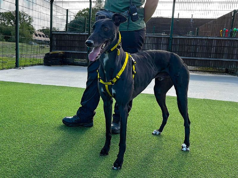Greyhound for adoption in Chestfield, Kent – 3 years old - Image 3 of 4