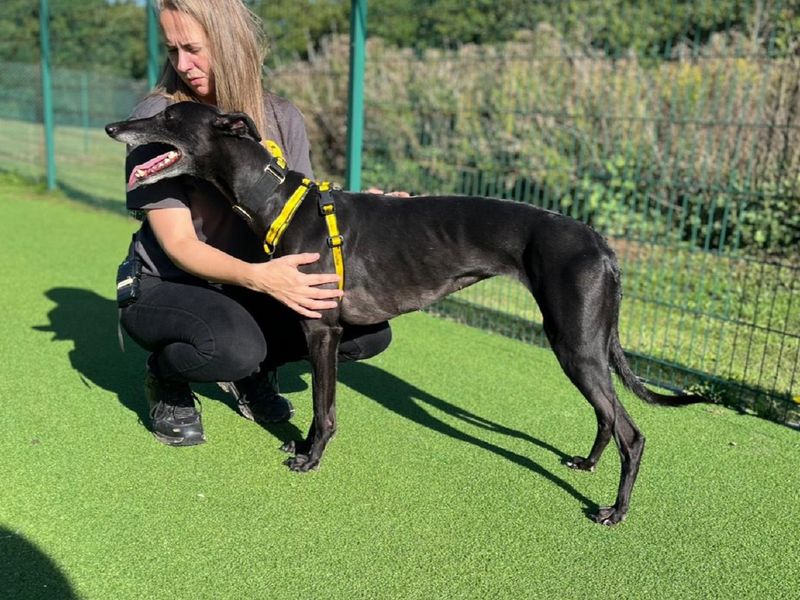 Greyhound for adoption in Chestfield, Kent – 5 years old - Image 3 of 3