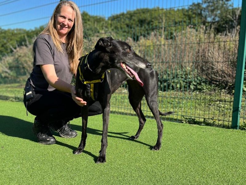 Greyhound for adoption in Chestfield, Kent – 5 years old - Image 2 of 3