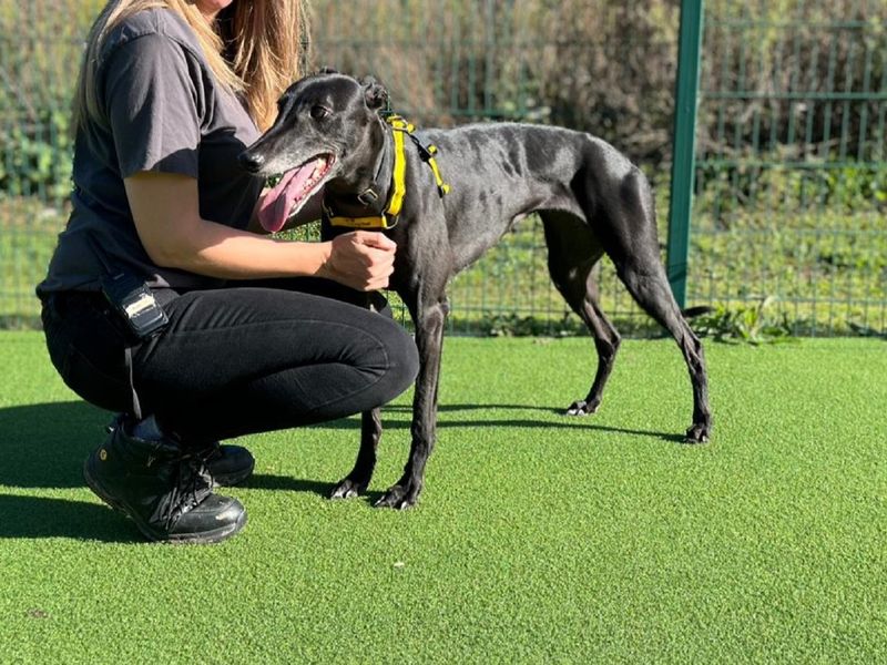 Greyhound for adoption in Chestfield, Kent – 5 years old