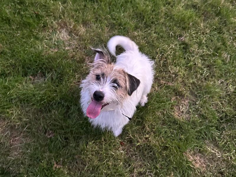Shih Tzu for adoption in Mid Glamorgan, Wales – 11 months old - Image 2 of 2