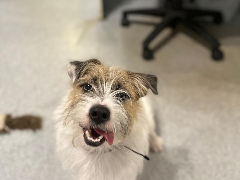 Jack Russell Terrier for adoption in Mid Glamorgan, Wales – 8 months old