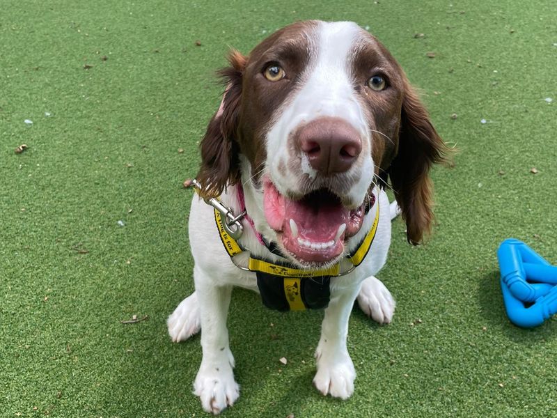 Springer Spaniel for adoption in Chestfield, Kent – 1 year old