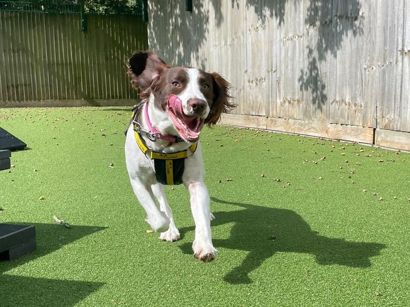 Springer Spaniel for adoption in Chestfield, Kent – 1 year old - Image 3 of 3