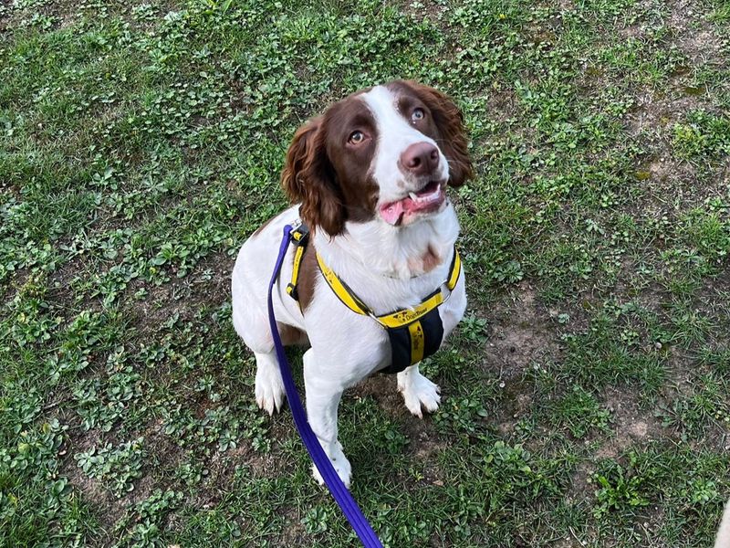 Springer Spaniel for adoption in Chestfield, Kent – 1 year old - Image 2 of 3