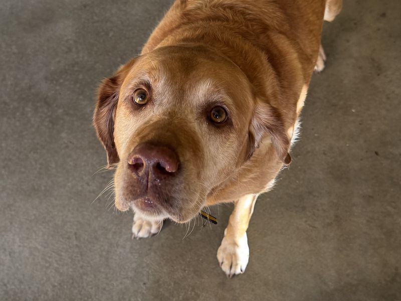 Maisie | Retriever (Labrador) Cross | Basildon (Essex) - 1