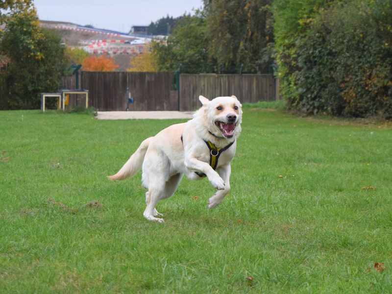 Golden Retriever for adoption in Uxbridge, London – 2 years old - Image 2 of 2