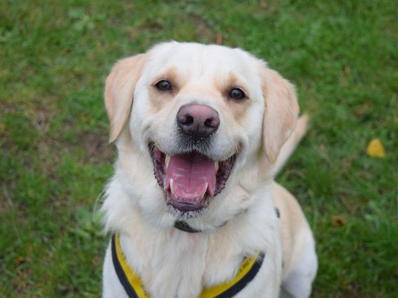 Golden Retriever for adoption in Uxbridge, London – 2 years old