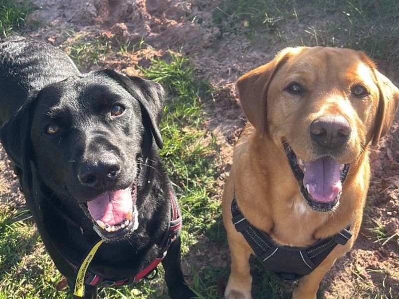 Samuel & William | Retriever (Labrador) | Shrewsbury (Shropshire) - 1