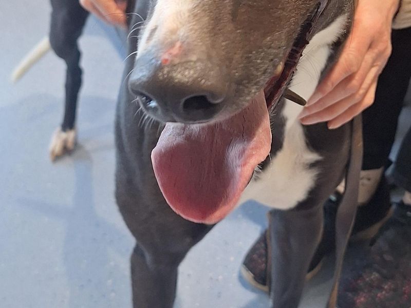 Mollie | Greyhound | Darlington - 1