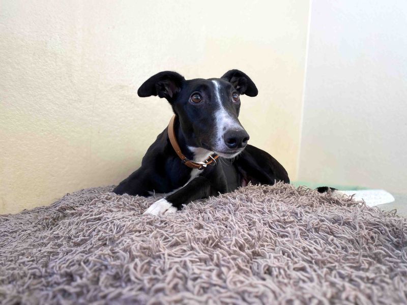 Mollie, a 4 years old female Greyhound available for adoption from Dogs Trust in Darlington, County Durham