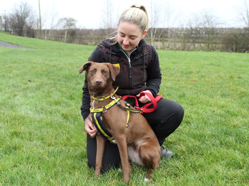 Cookie, a 4 years old female Unknown available for adoption from Dogs Trust in Darlington, County Durham