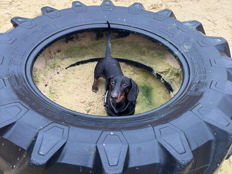 Dachshund for adoption in Uxbridge, London – 4 years old