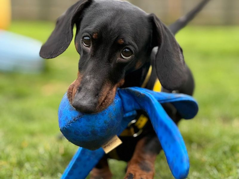 undefined | Dachshund (Miniature Smooth Haired) | undefined - 3