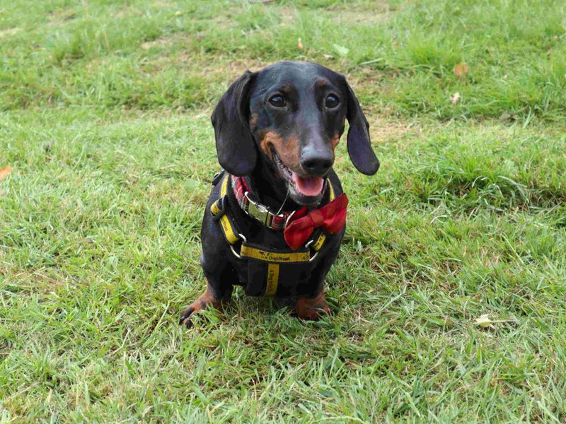 undefined | Dachshund (Miniature Smooth Haired) | undefined - 2