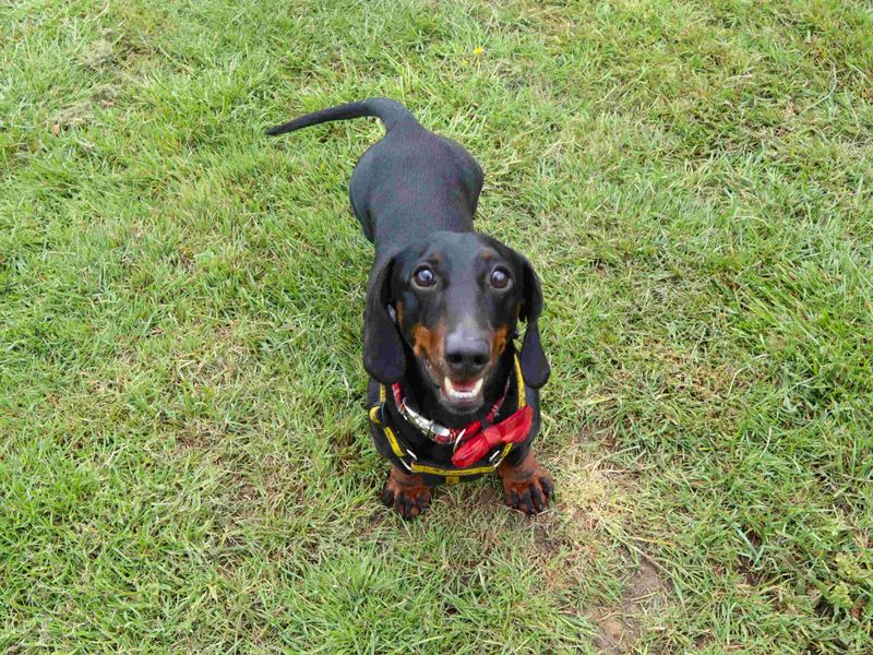 undefined | Dachshund (Miniature Smooth Haired) | undefined - 4