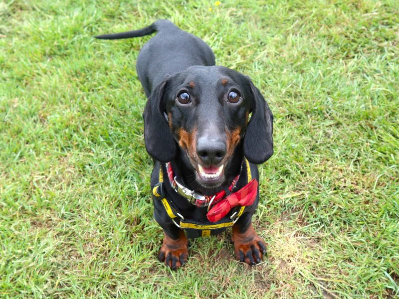 Frankie | Dachshund (Miniature Smooth Haired) | Harefield West London - 3
