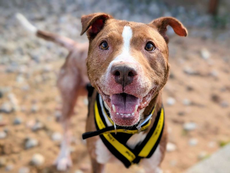 Staffordshire Bull Terrier for adoption in Cardiff, Glamorgan – 7 years old - Image 2 of 5