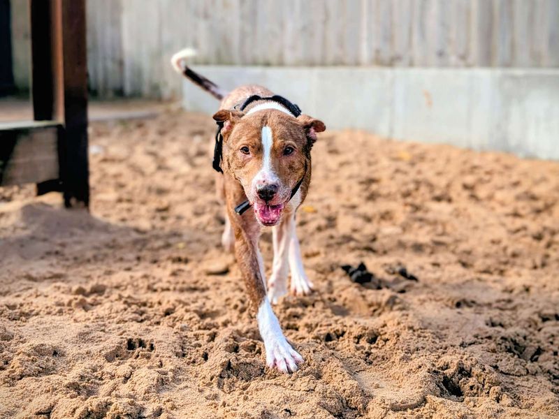 Staffordshire Bull Terrier for adoption in Cardiff, Glamorgan – 7 years old - Image 3 of 5