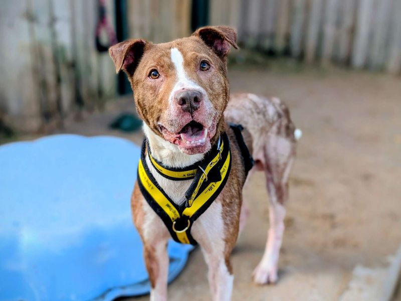 Post Malone | Terrier (Staffordshire Bull) | Cardiff - 1