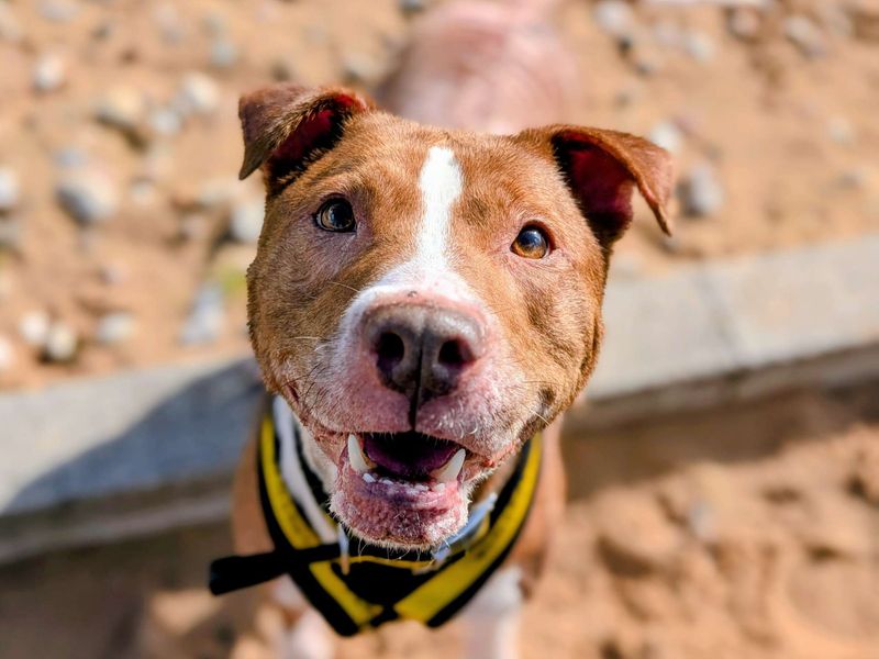 Staffordshire Bull Terrier for adoption in Cardiff, Glamorgan – 7 years old - Image 4 of 5