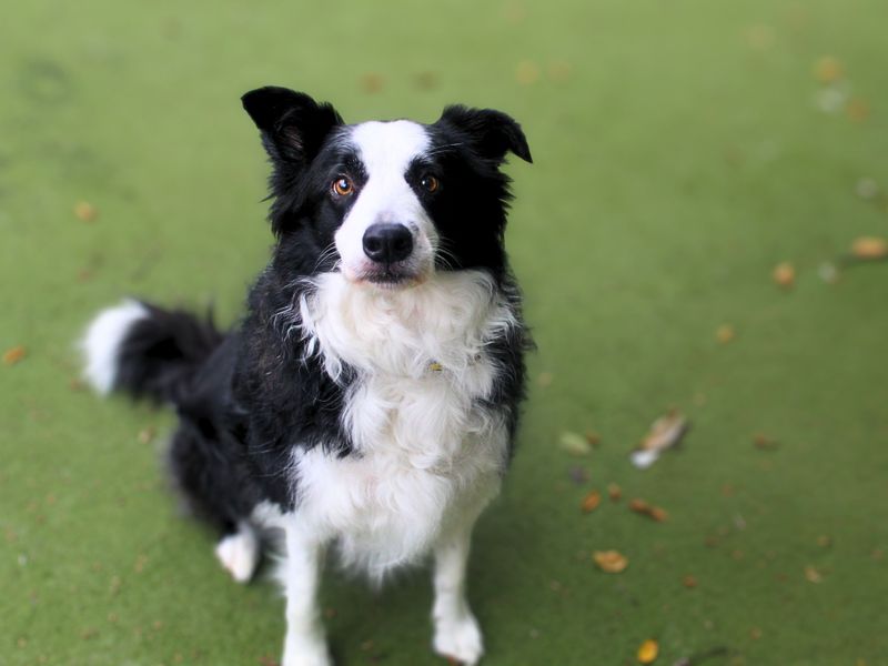 Ned | Collie (Border) | Manchester - 1