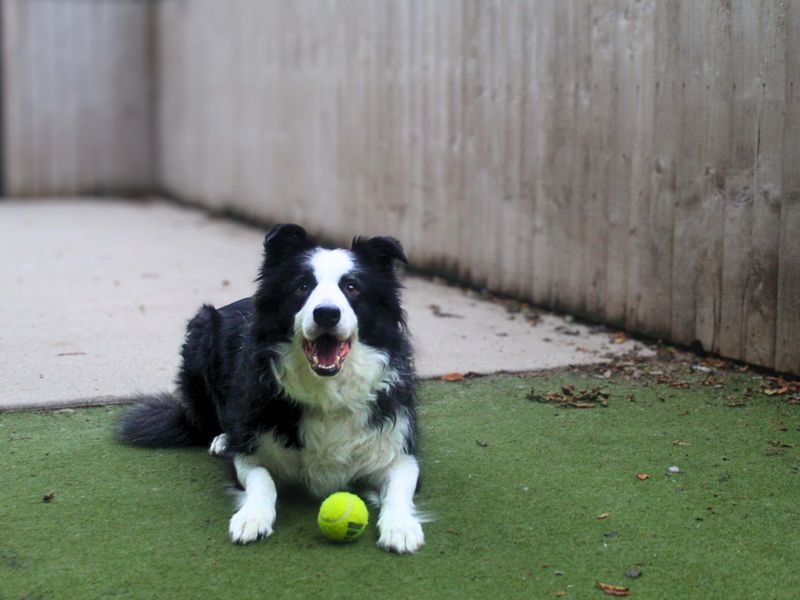 Border Collie for adoption in Manchester, Greater Manchester – 5 years old - Image 4 of 4