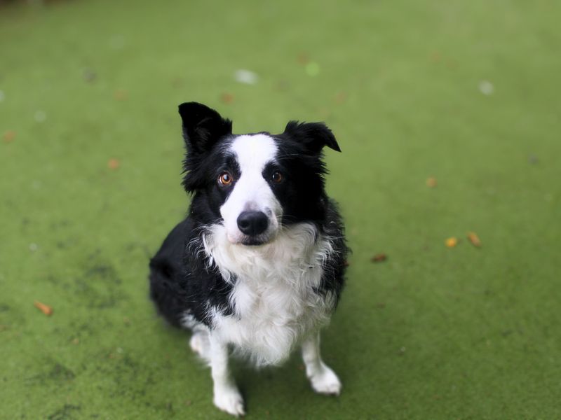 Border Collie for adoption in Manchester, Greater Manchester – 5 years old - Image 3 of 4
