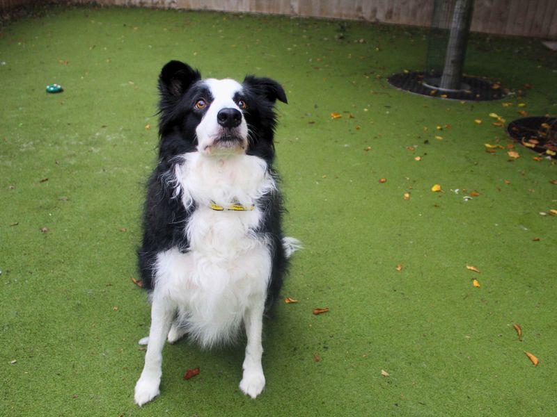 Border Collie for adoption in Manchester, Greater Manchester – 5 years old - Image 2 of 4