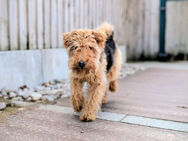 Coffi | Terrier (Welsh) | Cardiff - 1