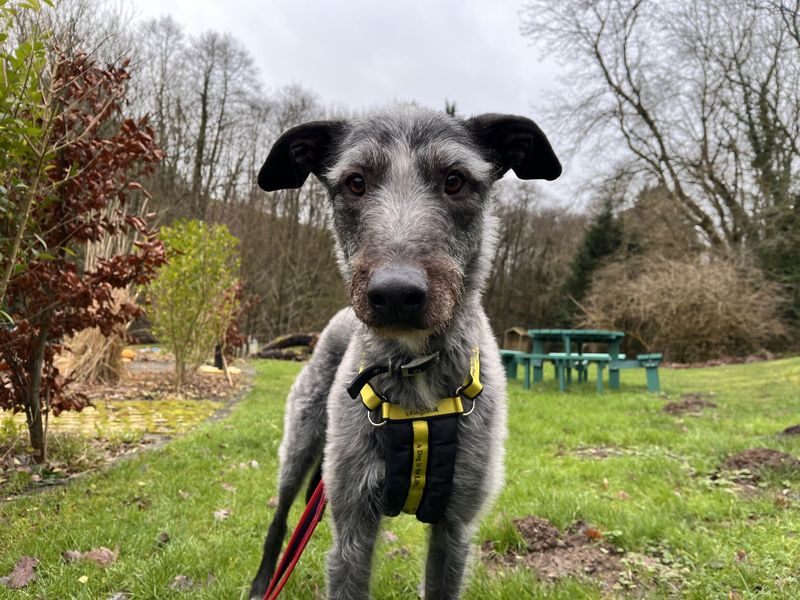 Greyhound for adoption in Ilfracombe, Devon – 7 years old - Image 5 of 5