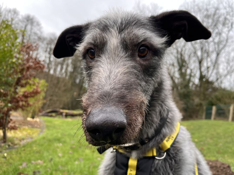 Greyhound for adoption in Ilfracombe, North Devon – 7 years old