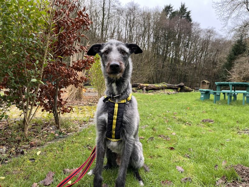 Greyhound for adoption in Ilfracombe, Devon – 7 years old - Image 3 of 5
