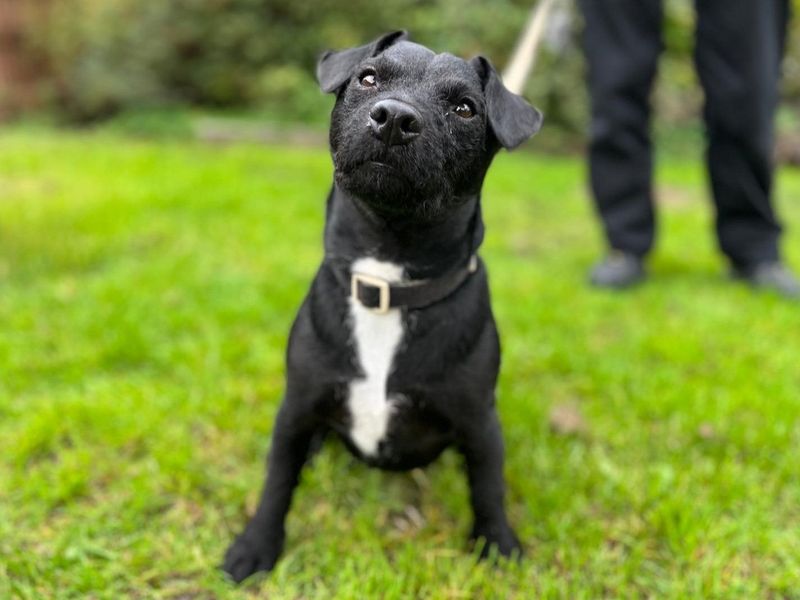 Ernie | Terrier (Patterdale) Cross | Newbury (Berkshire) - 1