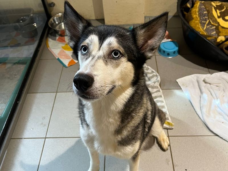 Siberian Husky for adoption in Cardiff, Glamorgan – 4 years old - Image 1 of 1