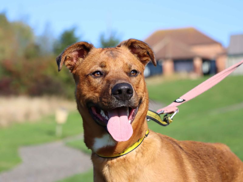 German Shepherd for adoption in Sadberge, Co Durham – 9 months old - Image 4 of 4