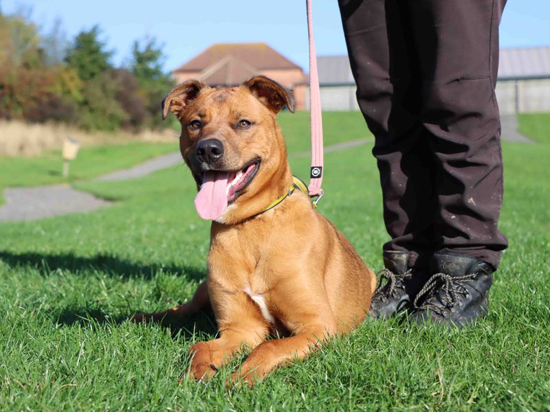 German Shepherd for adoption in Sadberge, Co Durham – 9 months old