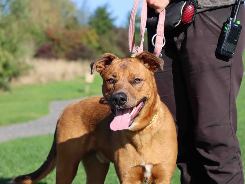 German Shepherd for adoption in Sadberge, Co Durham – 9 months old - Image 2 of 4
