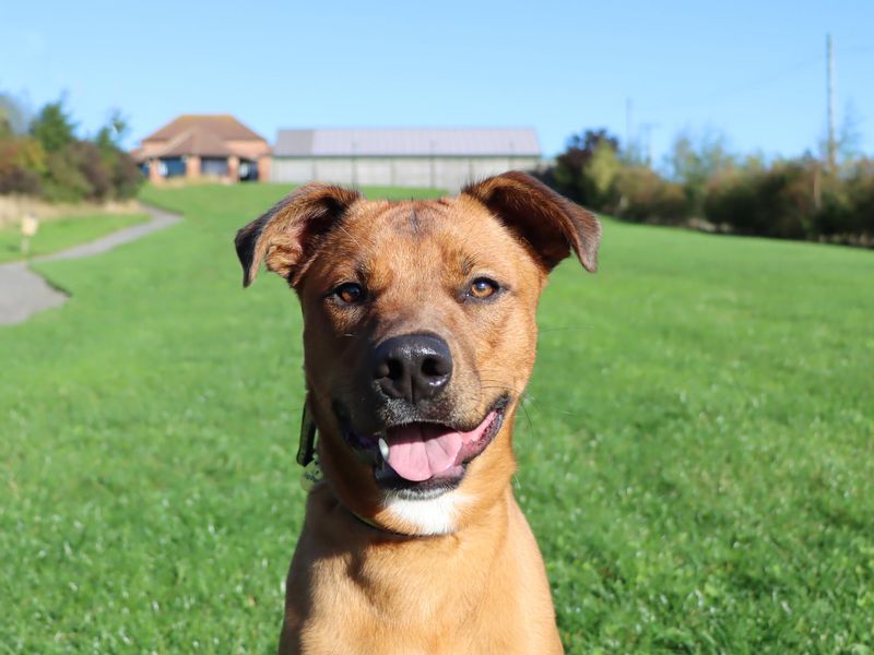 German Shepherd for adoption in Sadberge, Co Durham – 9 months old - Image 3 of 4