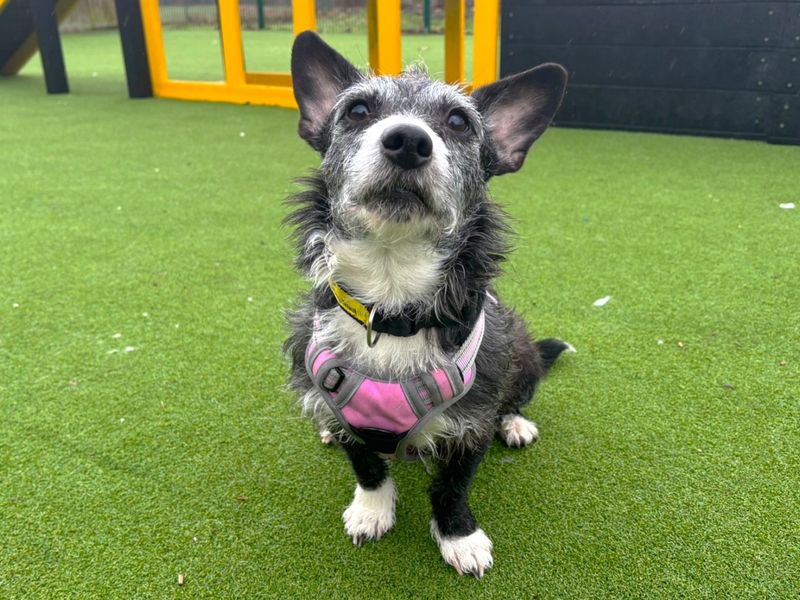 Tiny, a 4 years old female Crossbreed available for adoption from Dogs Trust in Canterbury, Kent