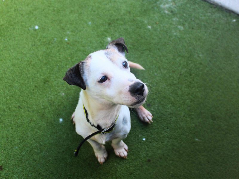 Jack Russell Terrier for adoption in Manchester, Greater Manchester – 11 years old - Image 5 of 6