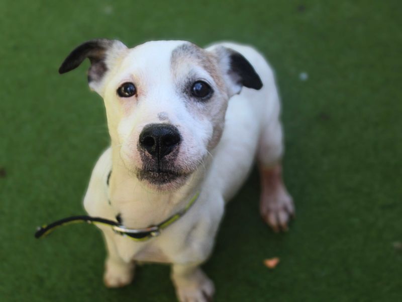 Reggie | Terrier (Jack Russell) | Manchester - 1