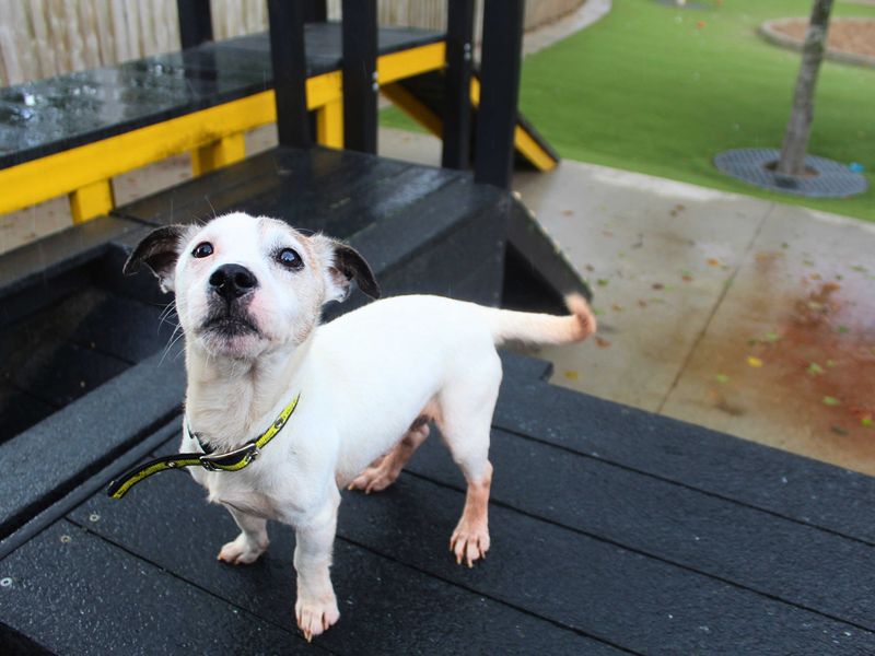 Jack Russell Terrier for adoption in Manchester, Greater Manchester – 11 years old - Image 6 of 6